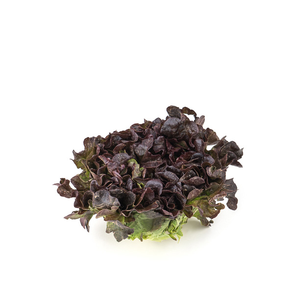Enciam Fulla de Roure 1u ECO